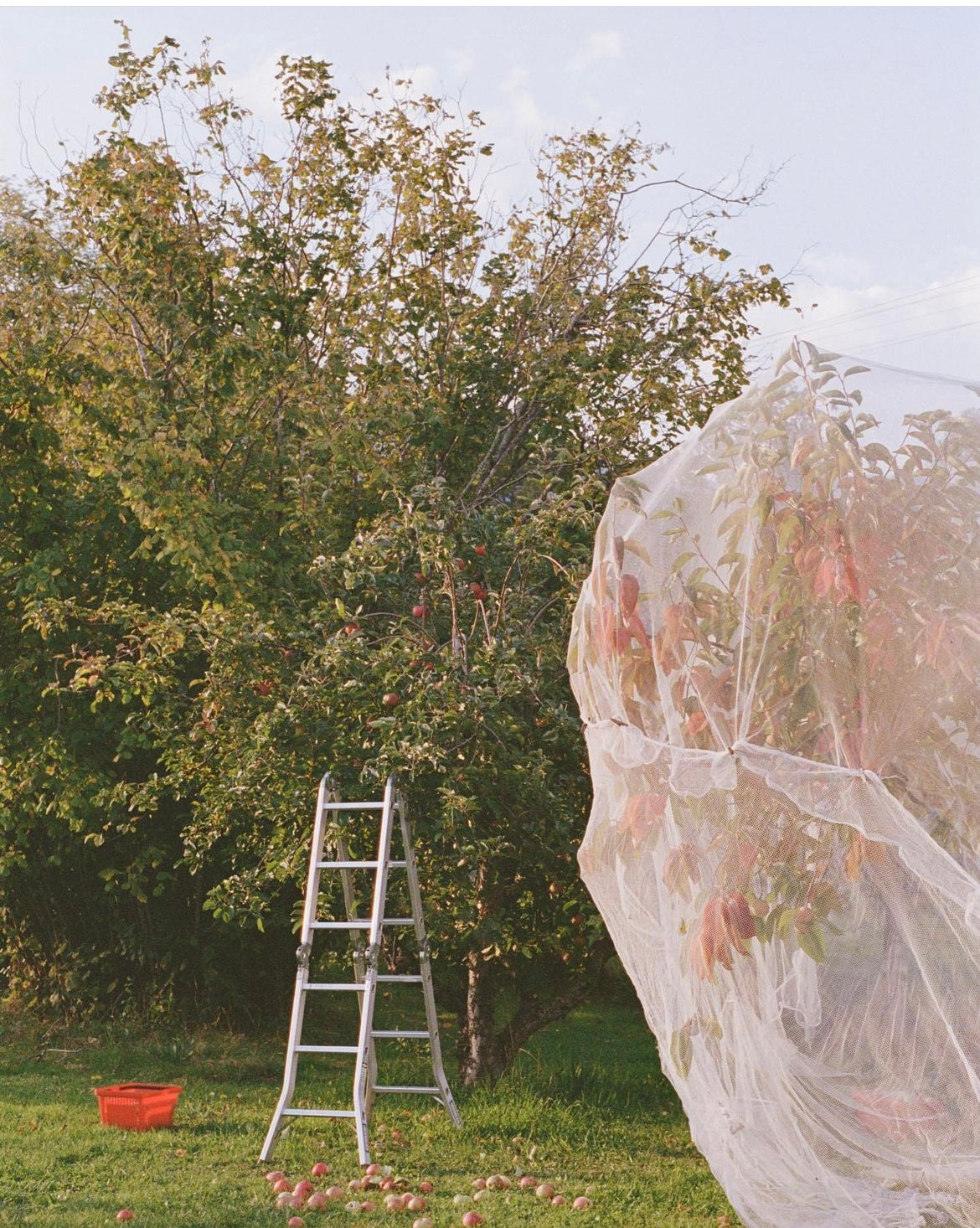 The Perfect Persimmons