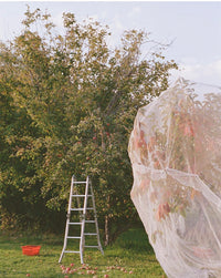 The Perfect Persimmons