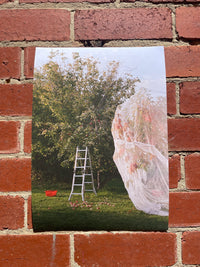 The Perfect Persimmons