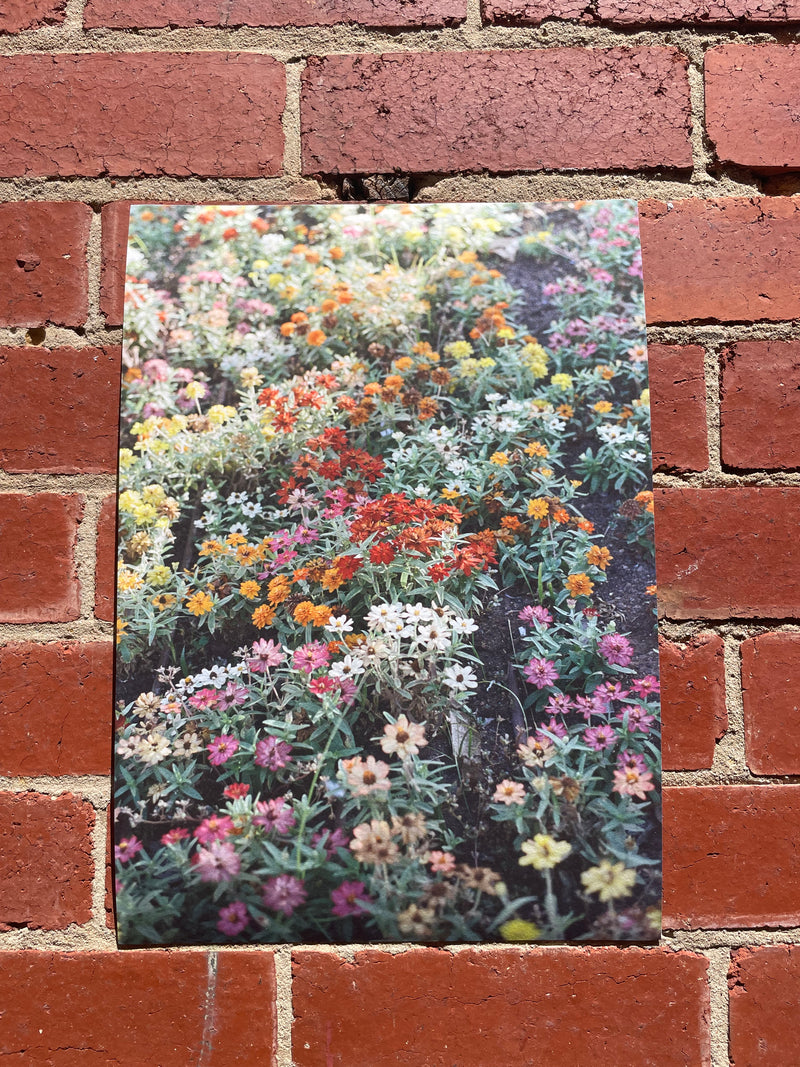 Garden Flowers