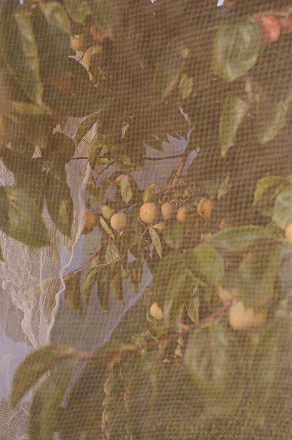 The Perfect Persimmon, 2