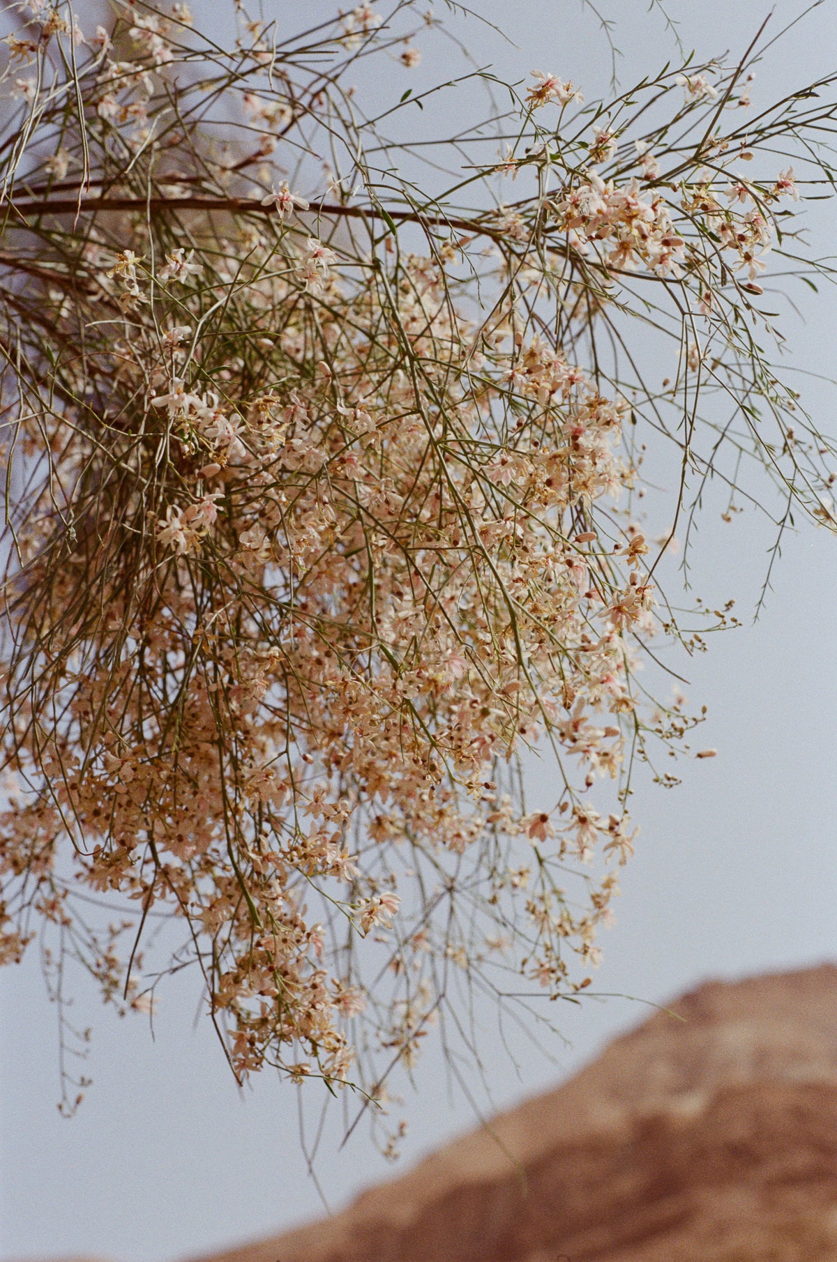 Desert bloom, Ein Gedi.