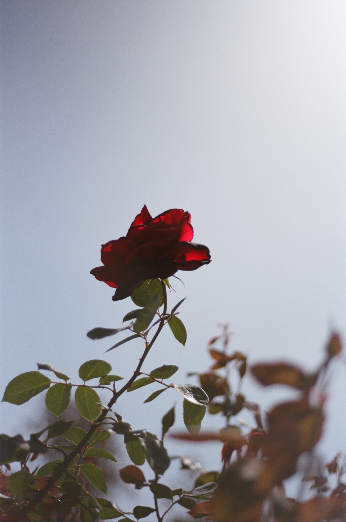 I wish you were here, Haifa.