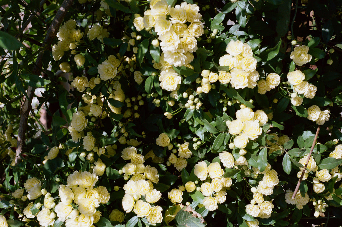 Little cushions, Jerusalem.