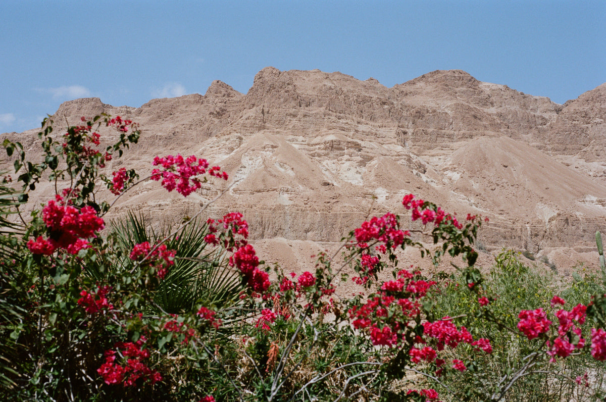 Rest, Ein Gedi.