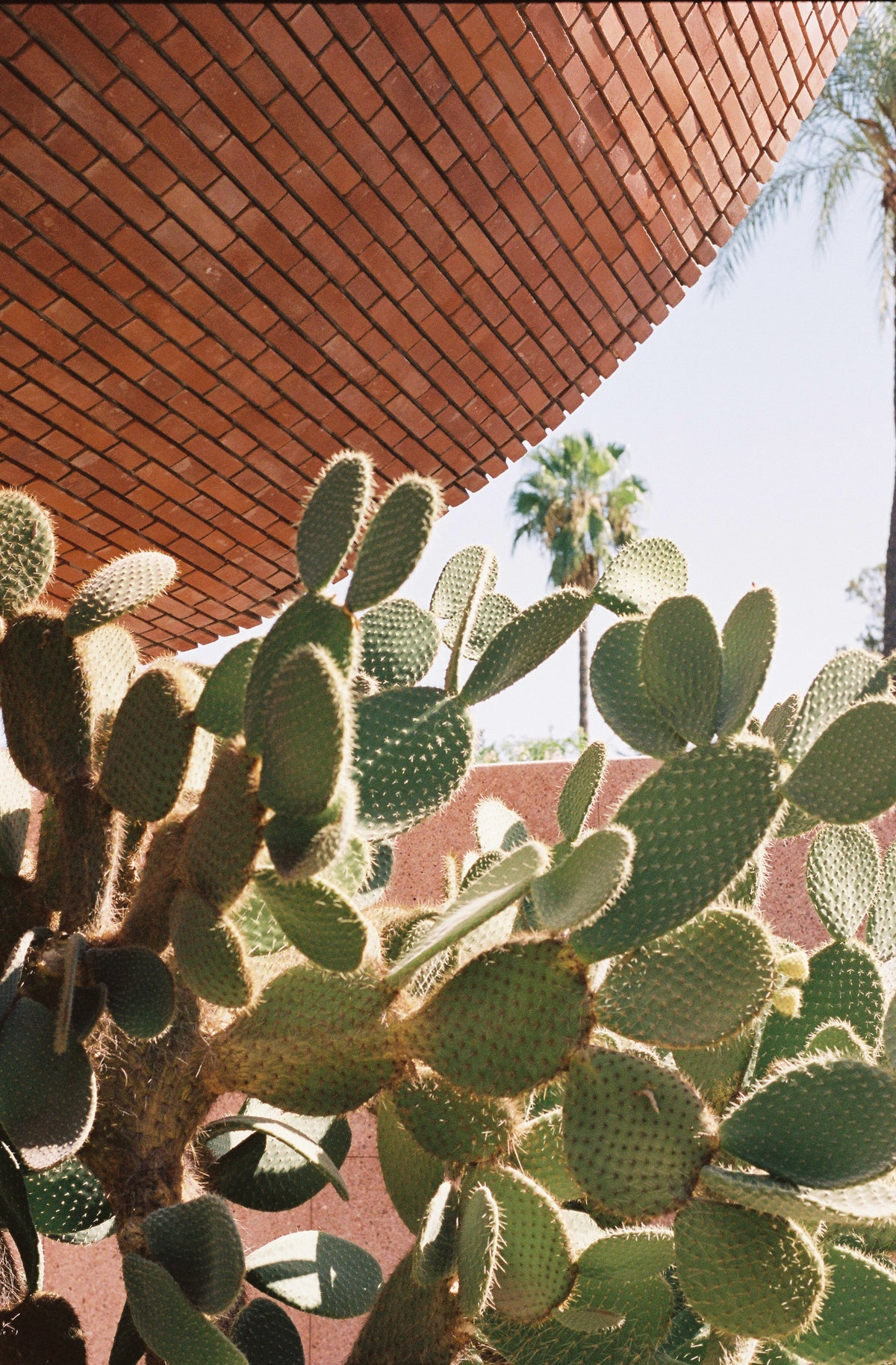 YSL Prickles, Morocco.