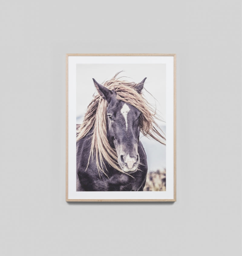 Lone Mustang