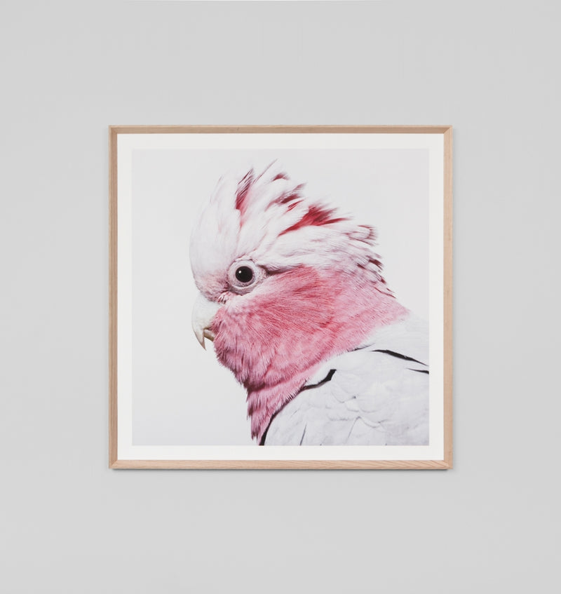 Rose Galah