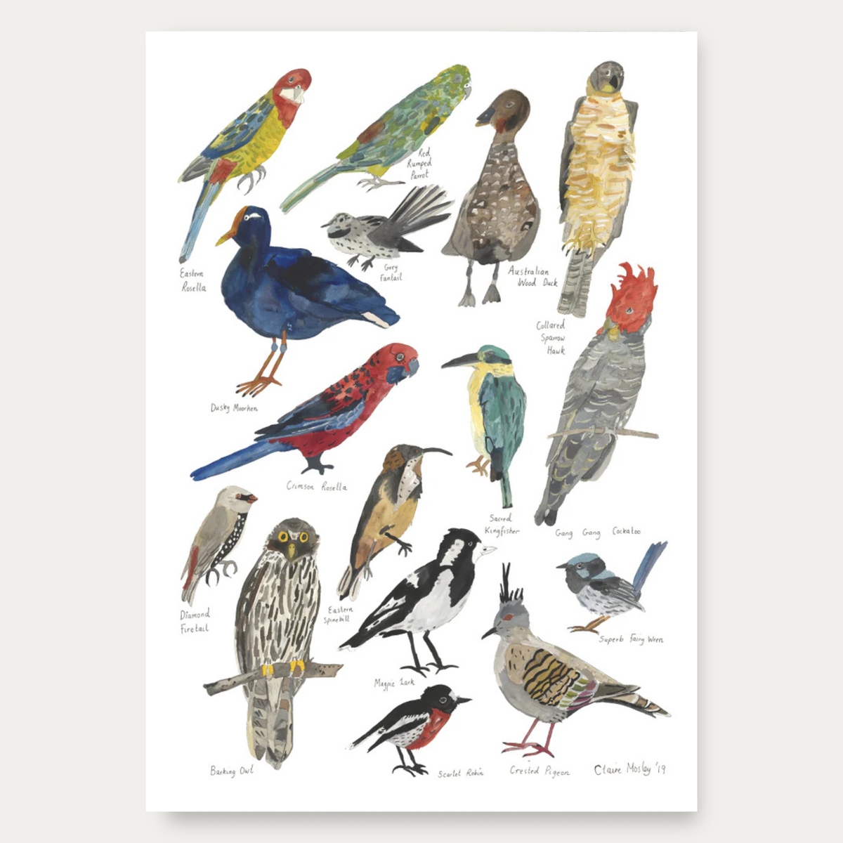 Birds of Narrm 2