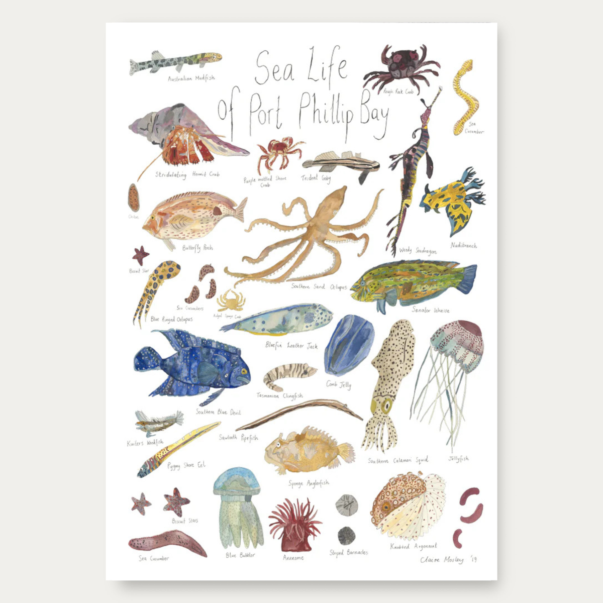 Sea Life of Port Phillip Bay