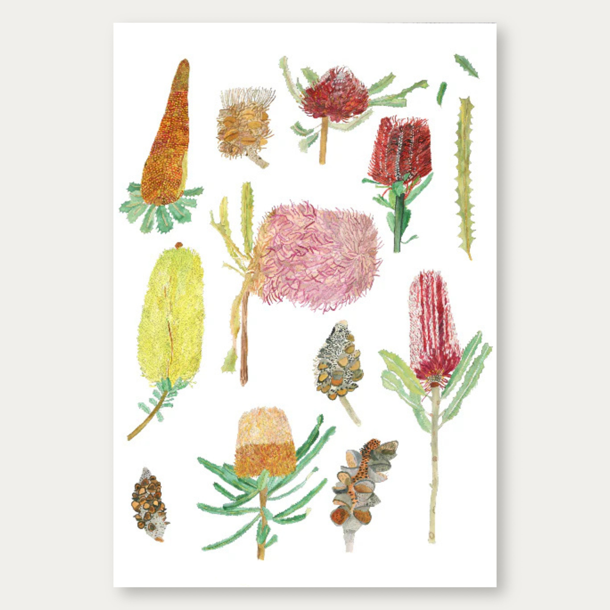 Banksias