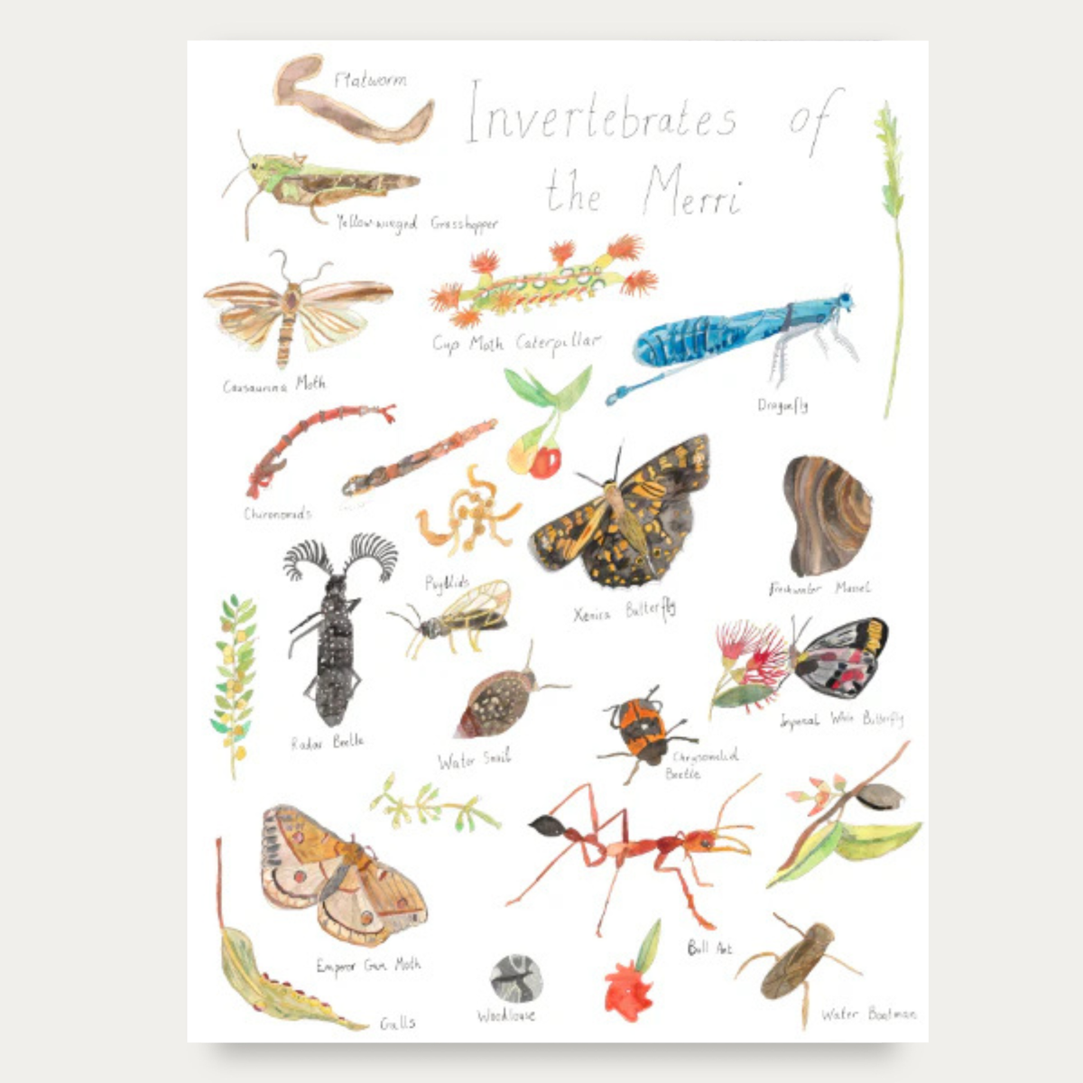 Invertebrates of the Merri