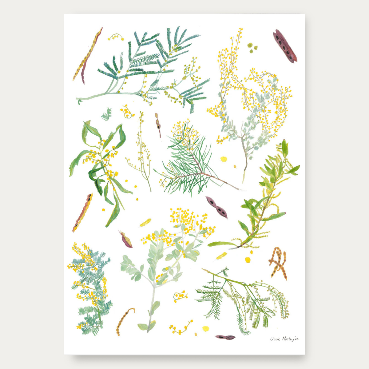 Eucalyptus