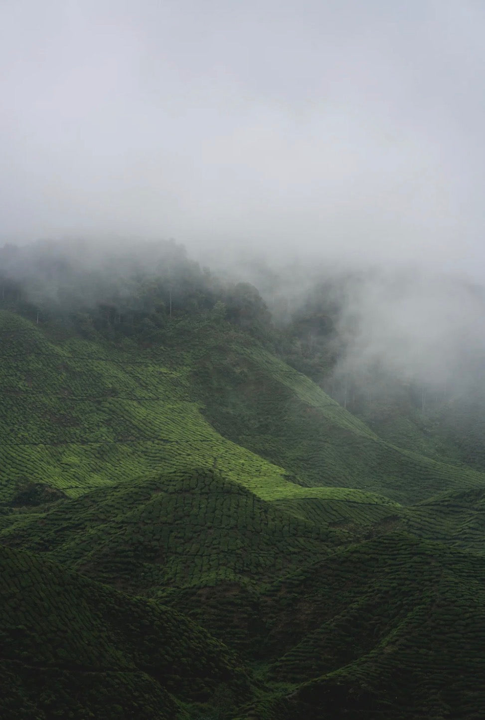 Cameron Highlands