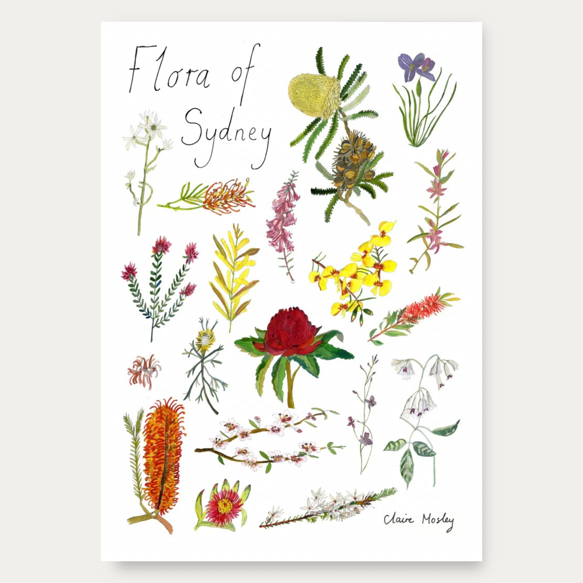 Flora of Sydney