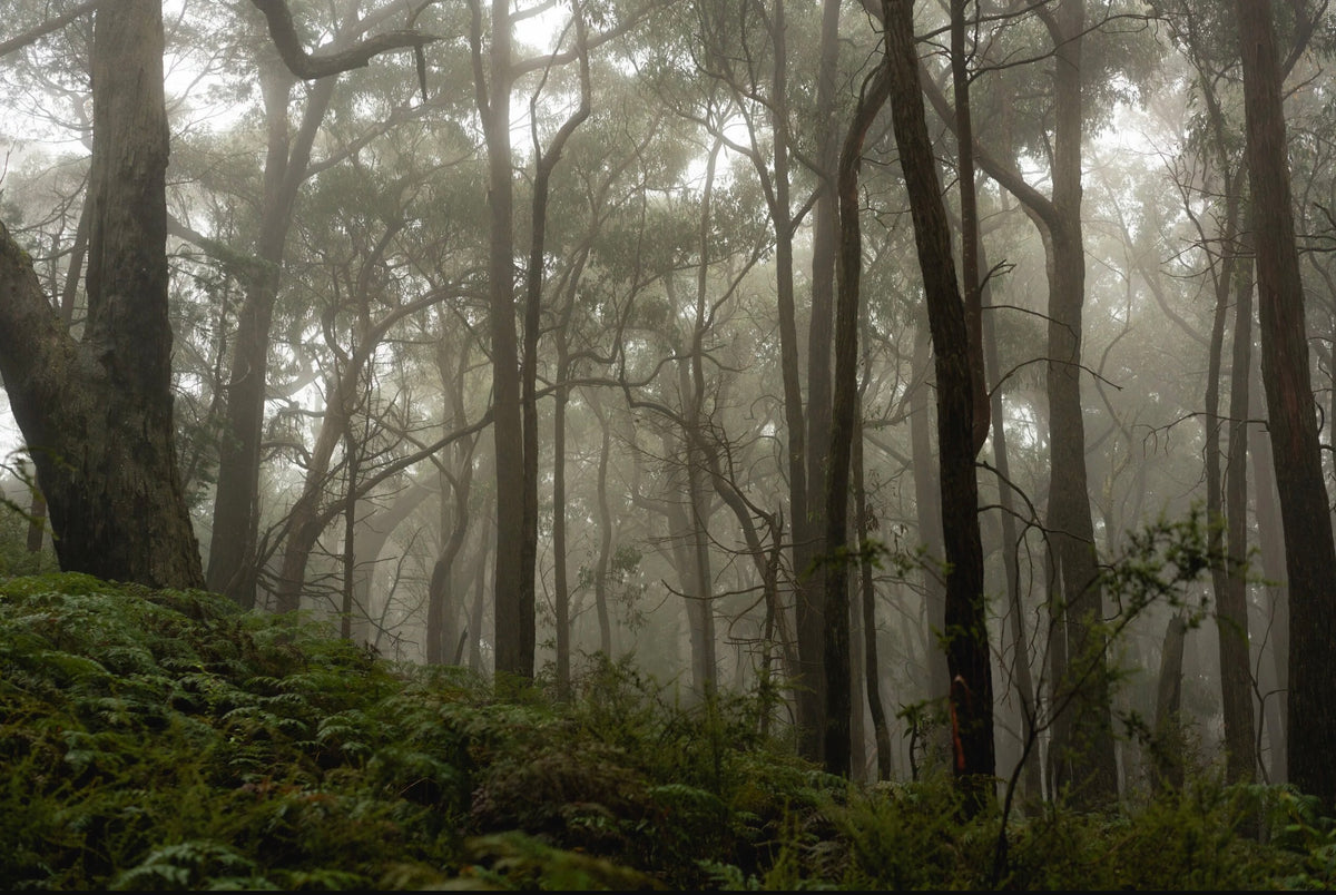 Fog Atop
