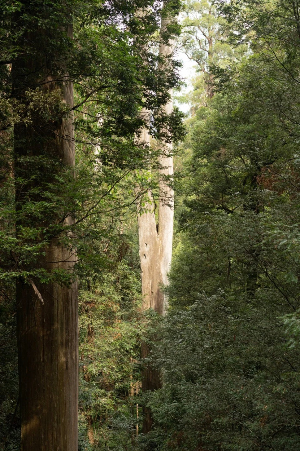 Mt Donna Buang
