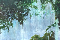 Forest Walk