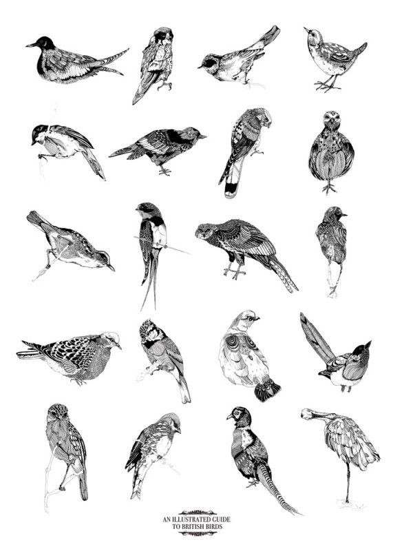 ILLUSTRATED GUIDE TO BIRDS