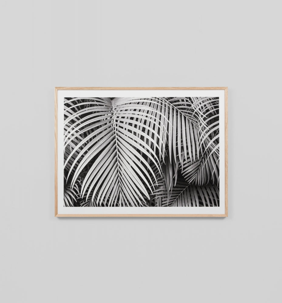 Black and White Palms