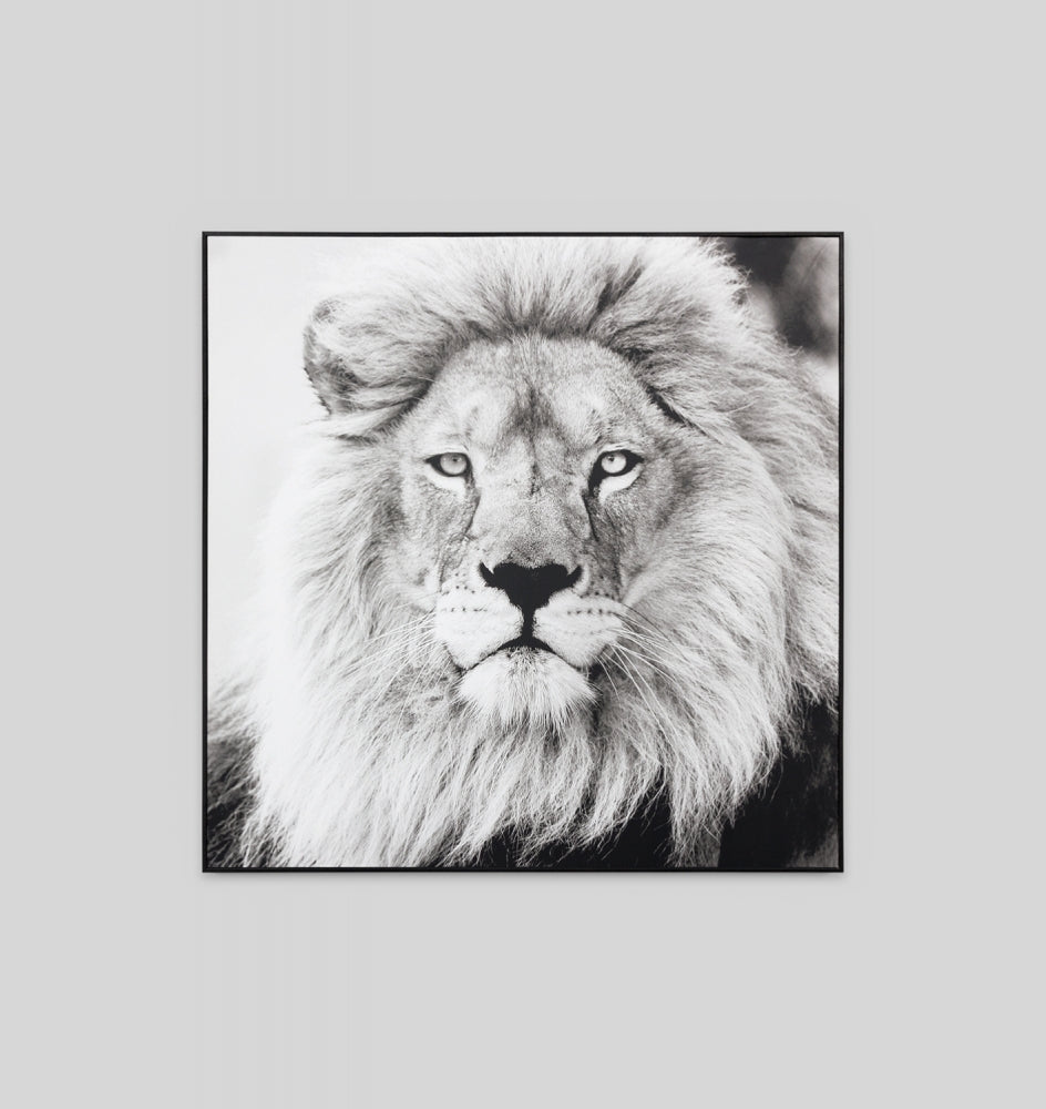 Black Lion Framed Canvas